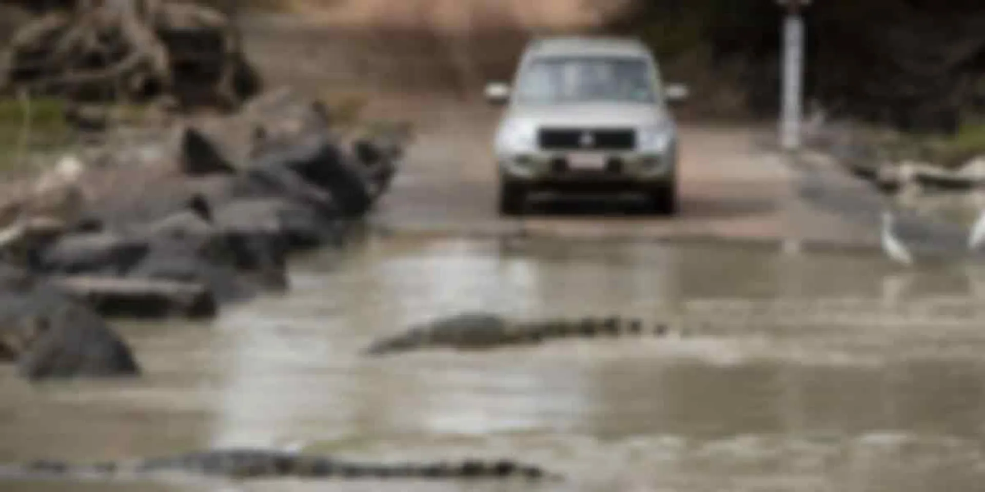 rocodile on the road ...? District Collector explained about the video!