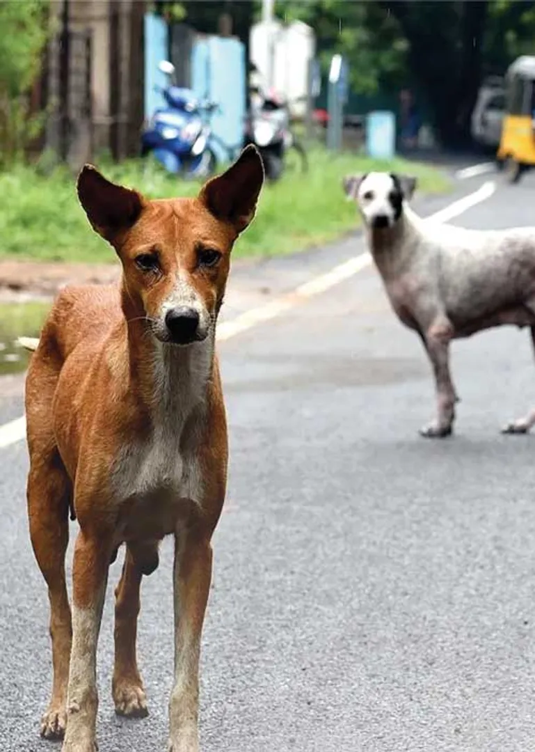 dogs