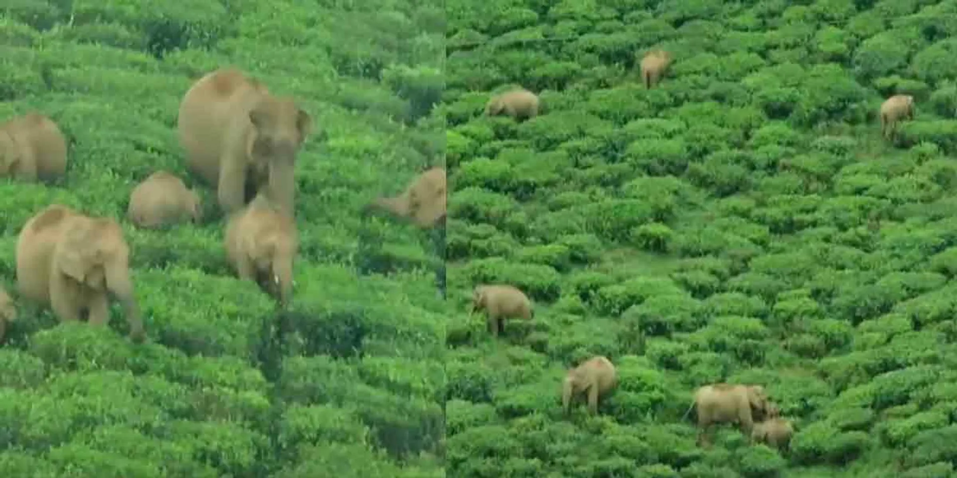  More than 40 wild elephants that suddenly entered ...!