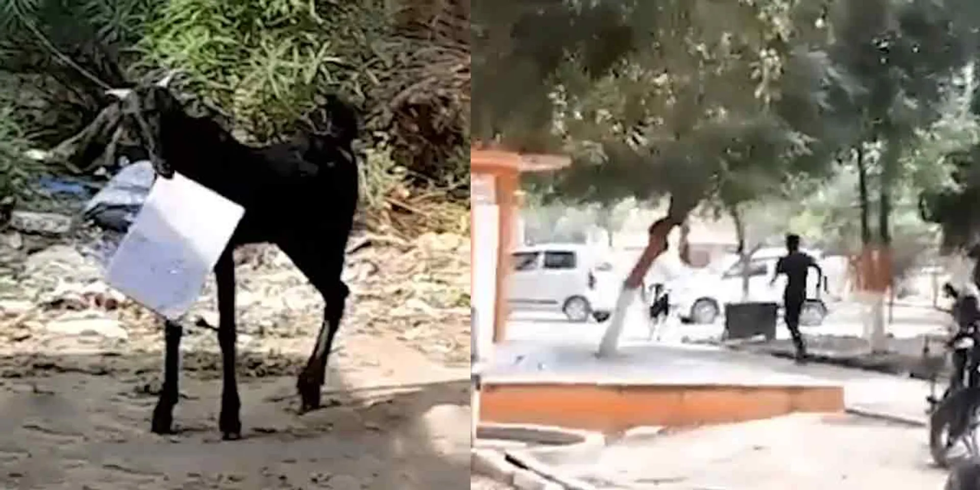 The goat that lifted the documents .... the officer who ran backwards