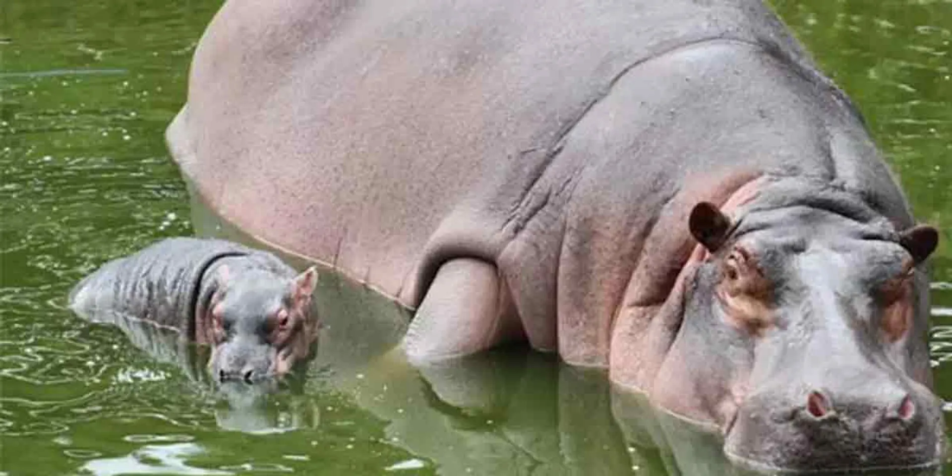 Corona for hippos ...!