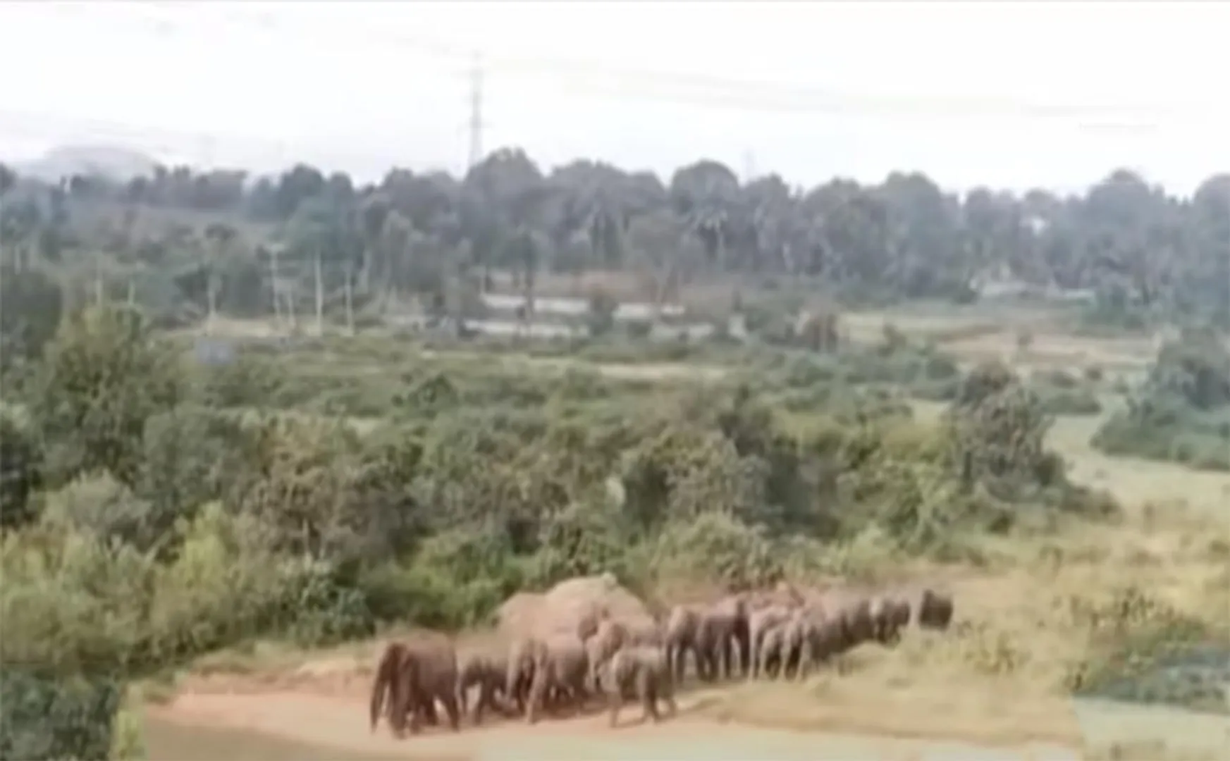Wild elephant herd of team!