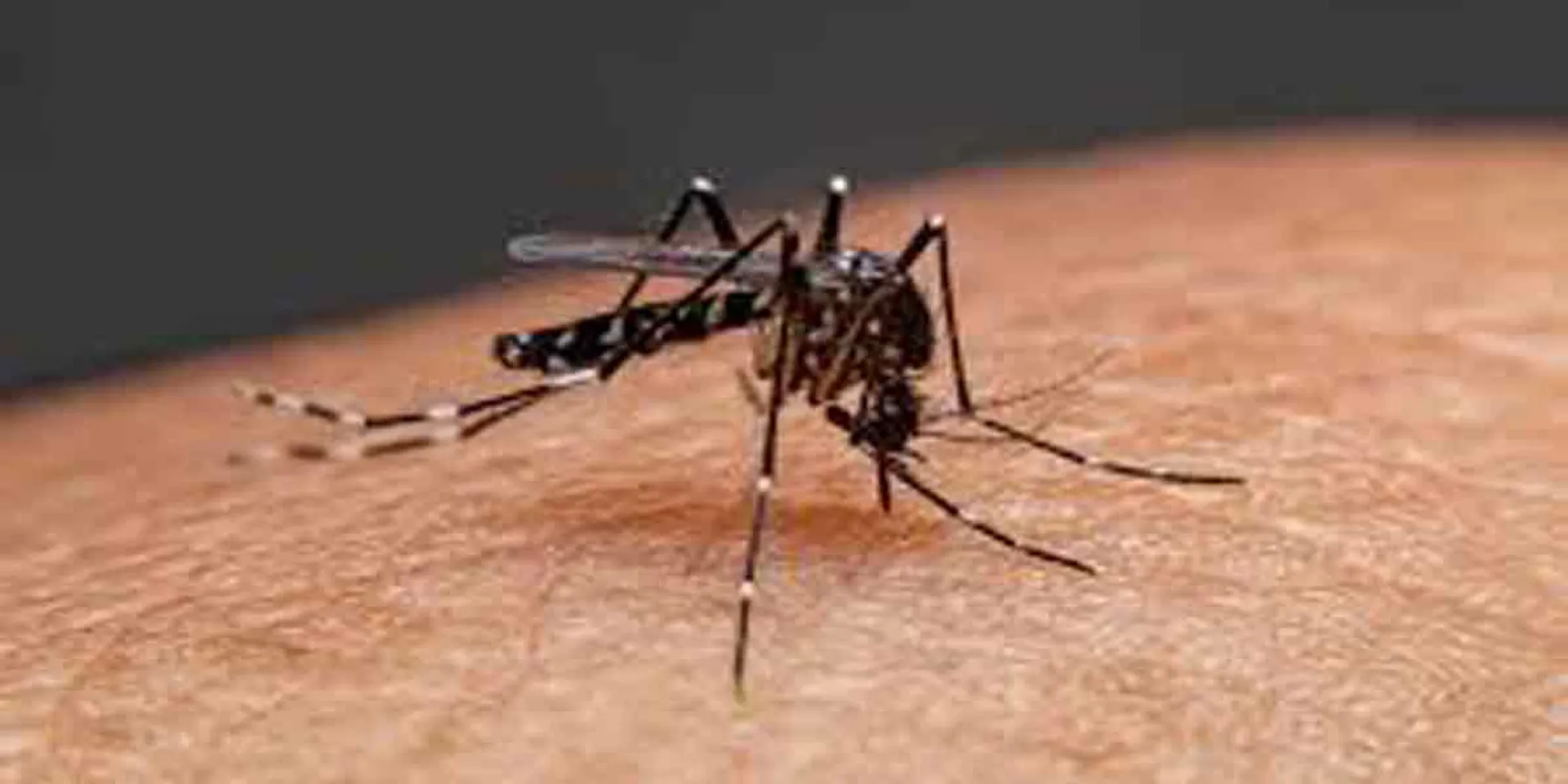 Dengue for 9 people in Perambalur!
