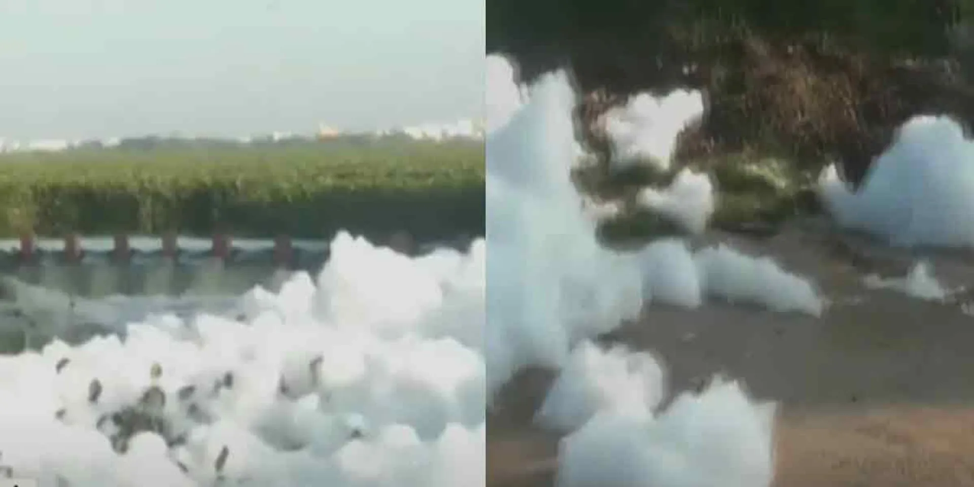 White foam in the waterbody