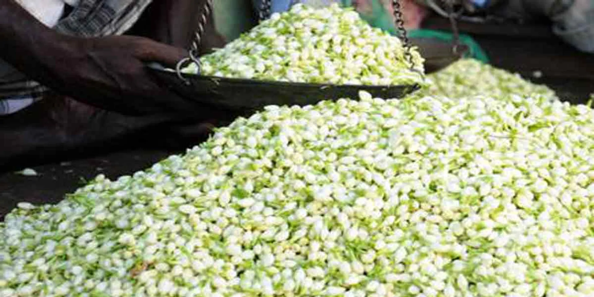 Jasmine Flower Price