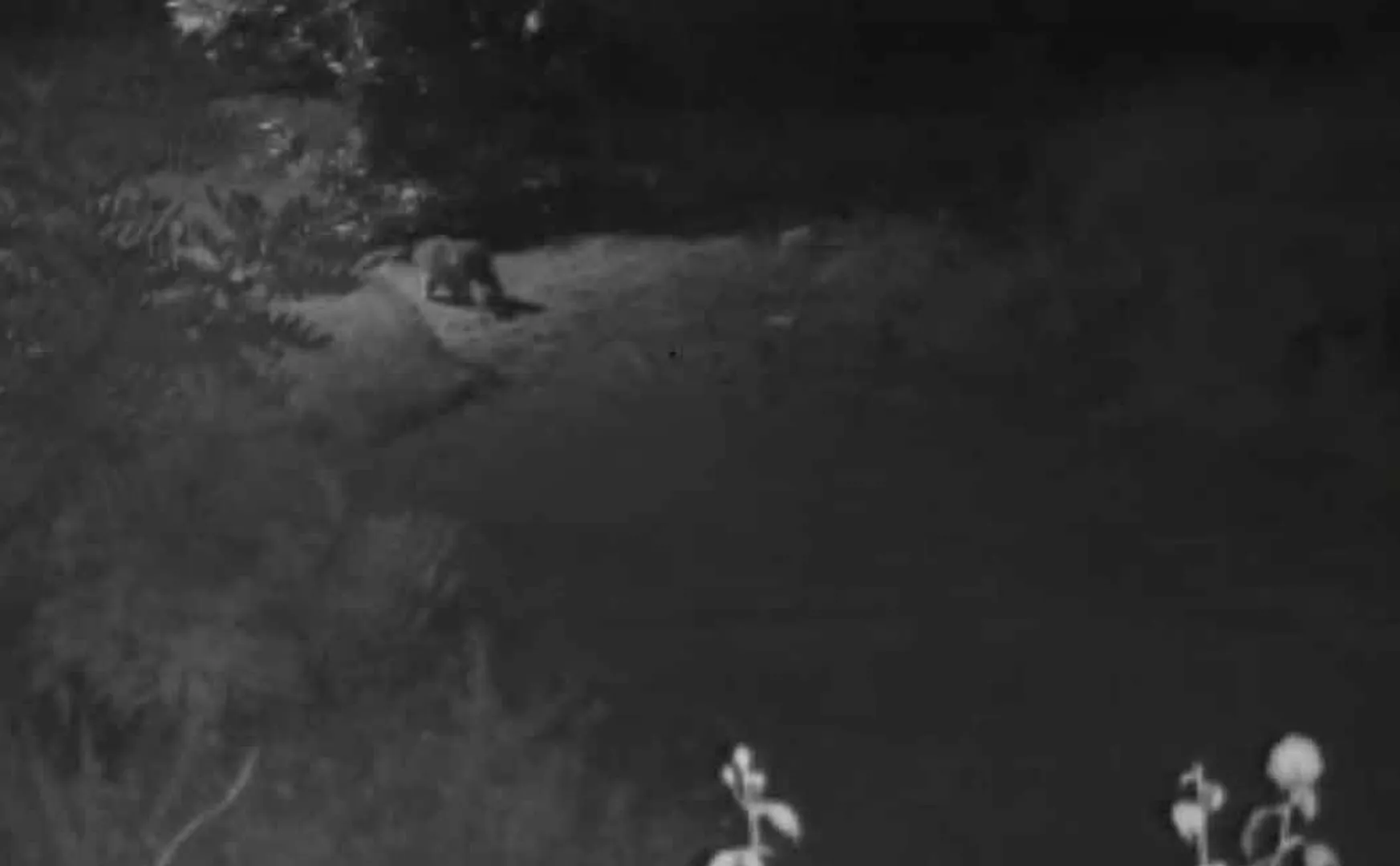Leopard in Erode? ... Public in fear of death