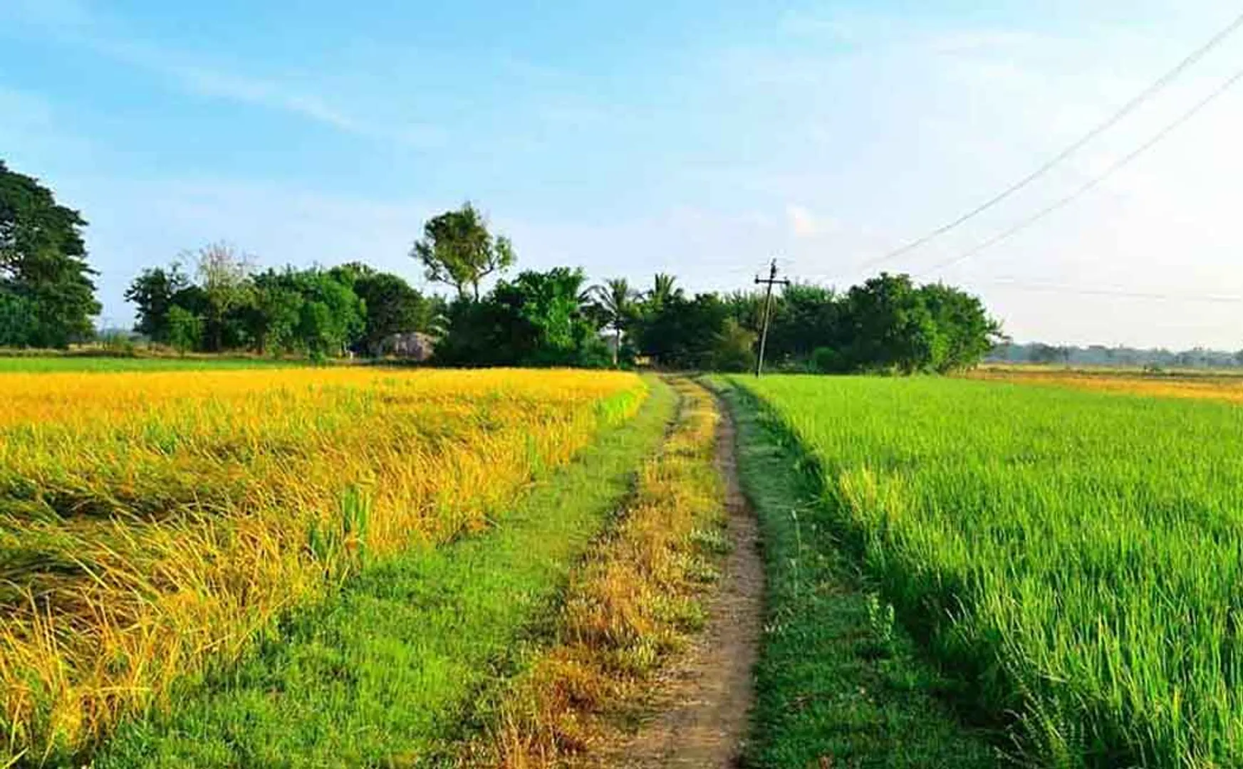 "State Level Fertilizer Assistance Center for obtaining information on fertilizers and lodging complaints" - Department of Agriculture and Agrarian Welfare Announcement!