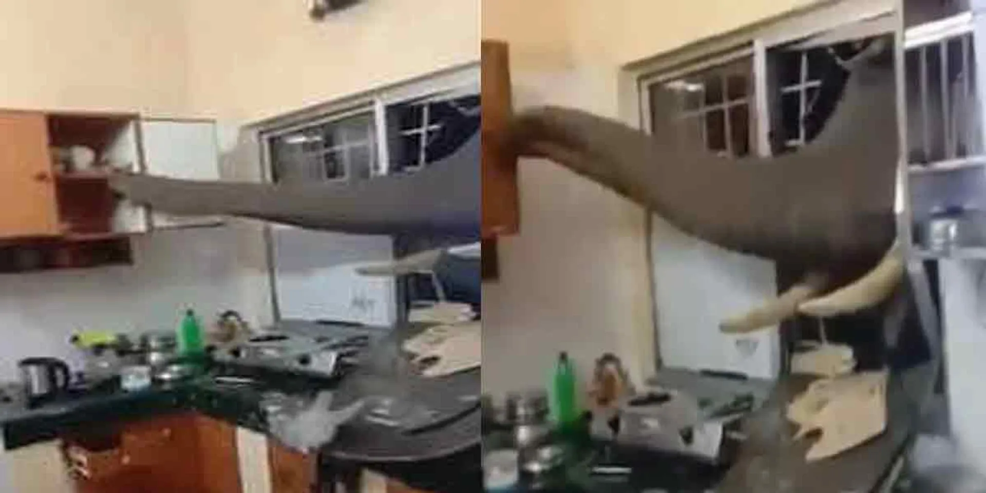 '' I'm hungry either ... '' - The savage who broke the kitchen window!