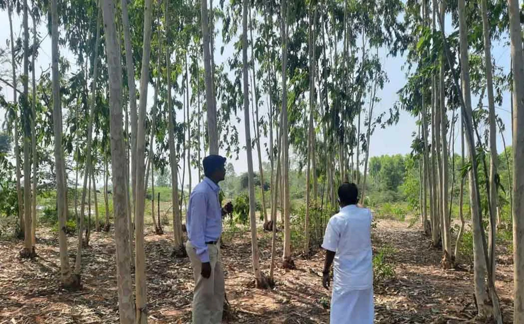 Public Works Department letter to the Forest Department to remove the trees  