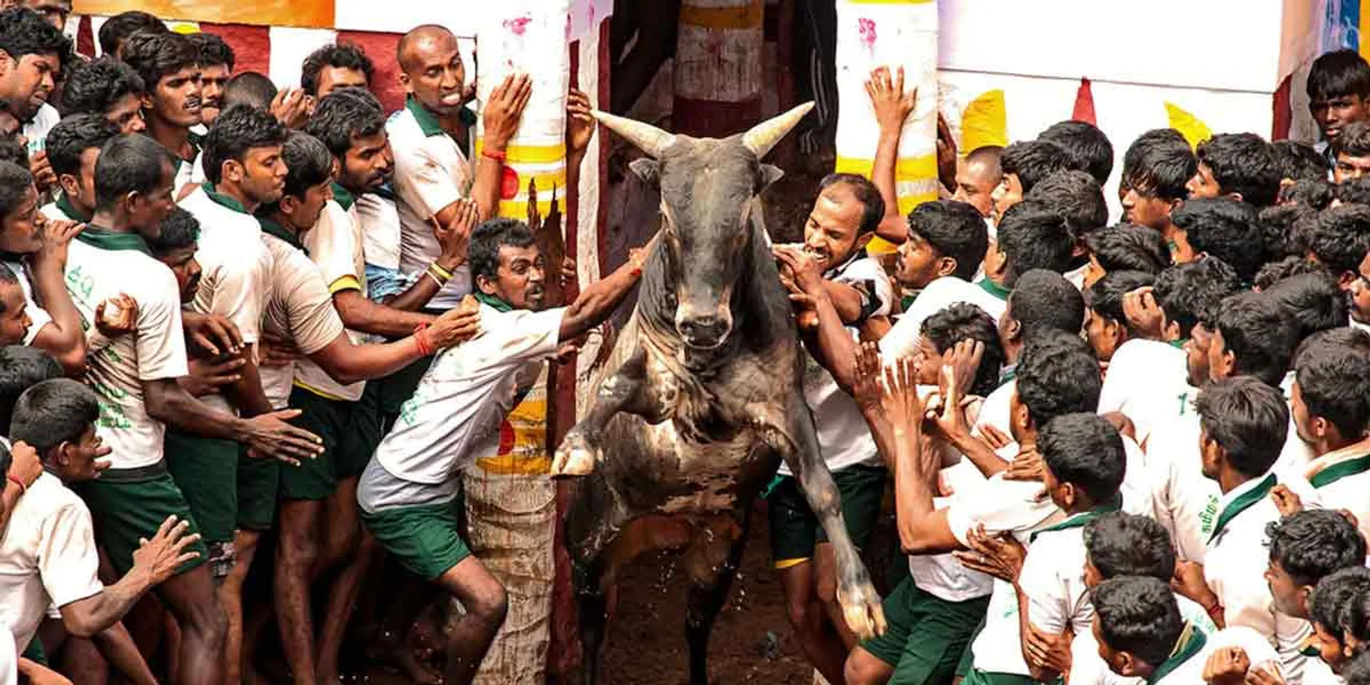 Jallikattu in Madurai ... Dates announced!