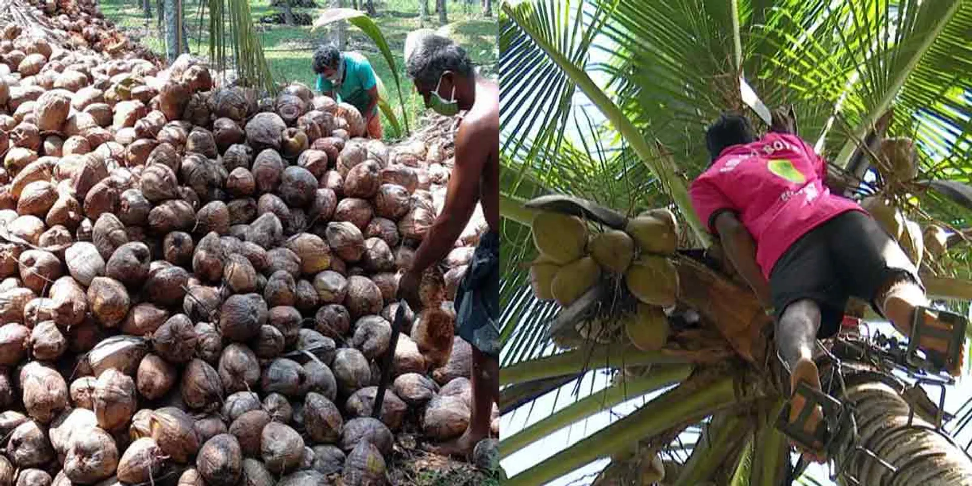 Wow come on. Coconut tree climbing machine ....