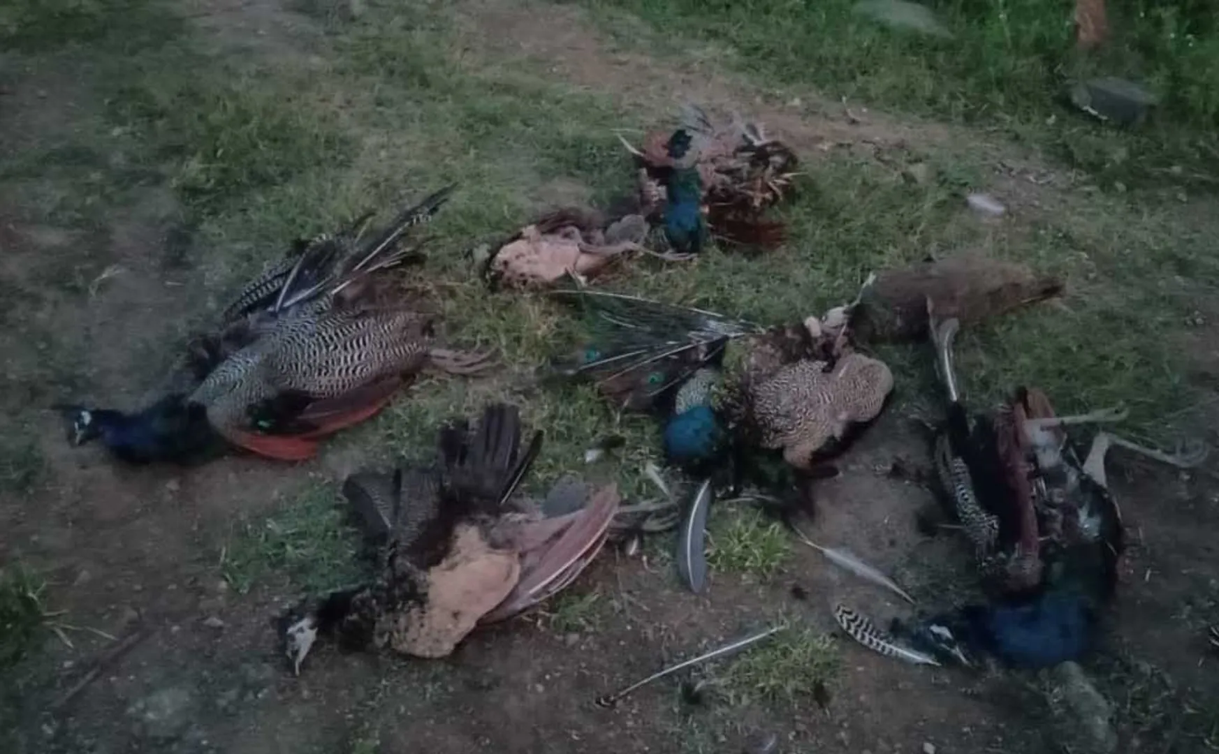 Dead peacocks near the stream ... Forest Department investigation!