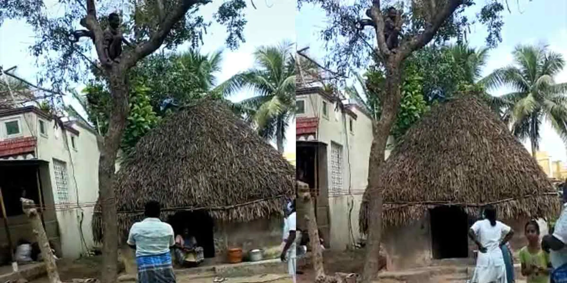 'Come up the tree and inject' - The person who climbed the tree for fear of the corona vaccine ... Video goes viral!