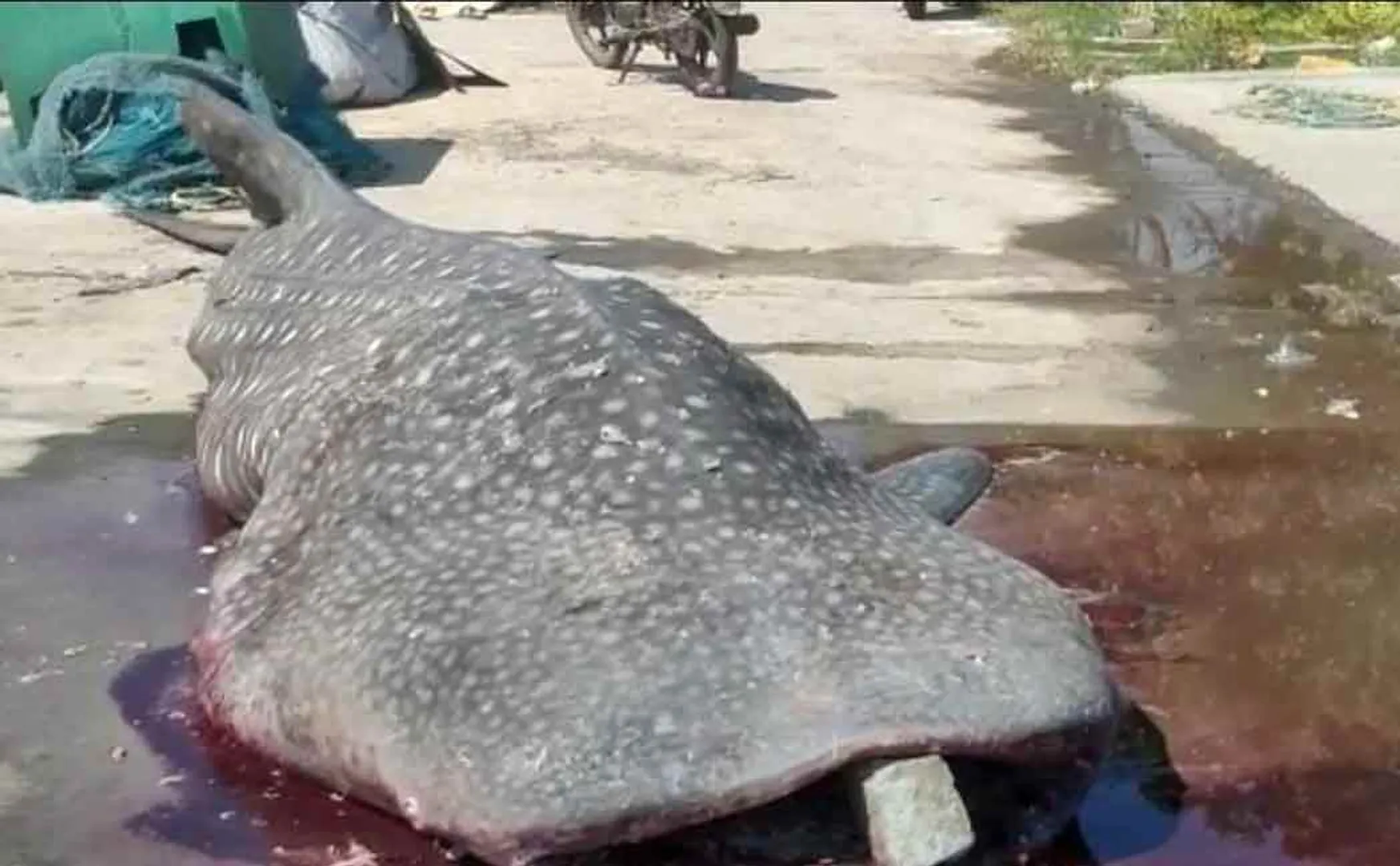 Two and a half tons of whale caught in a fisherman's net!
