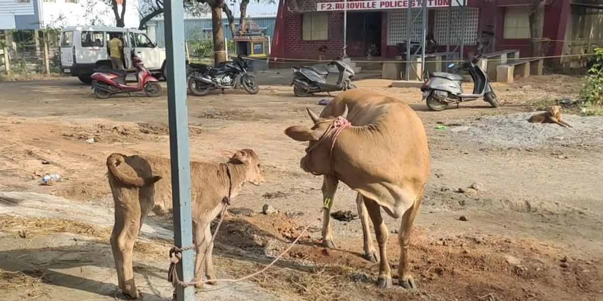 Whose cow ....? Police station to take care of cows and calves due to dispute!
