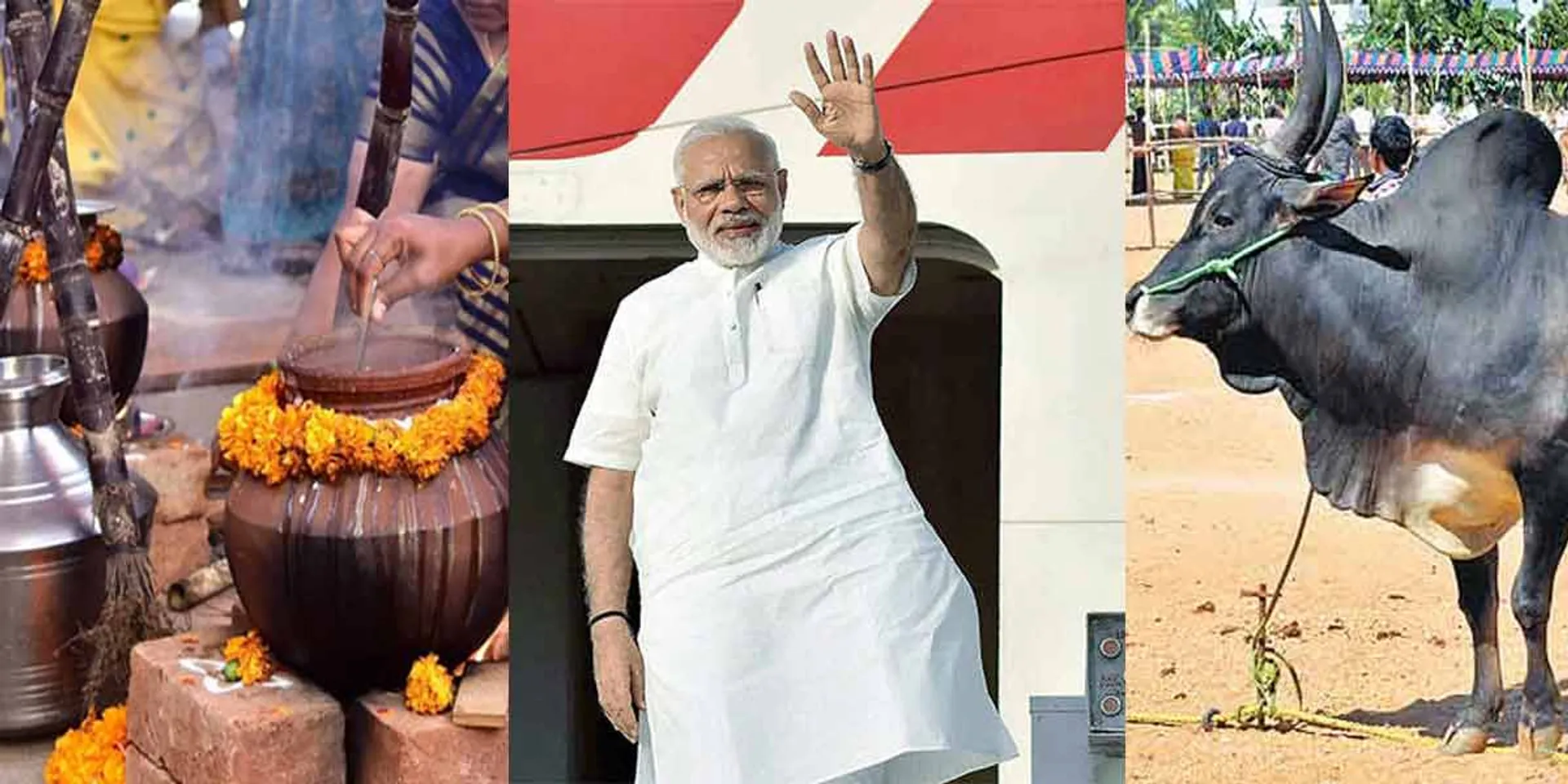  '10, 008 Pongal in pots ... Welcome with 50 Jallikattu bulls! - Tamil Nadu BJP enthusiastic