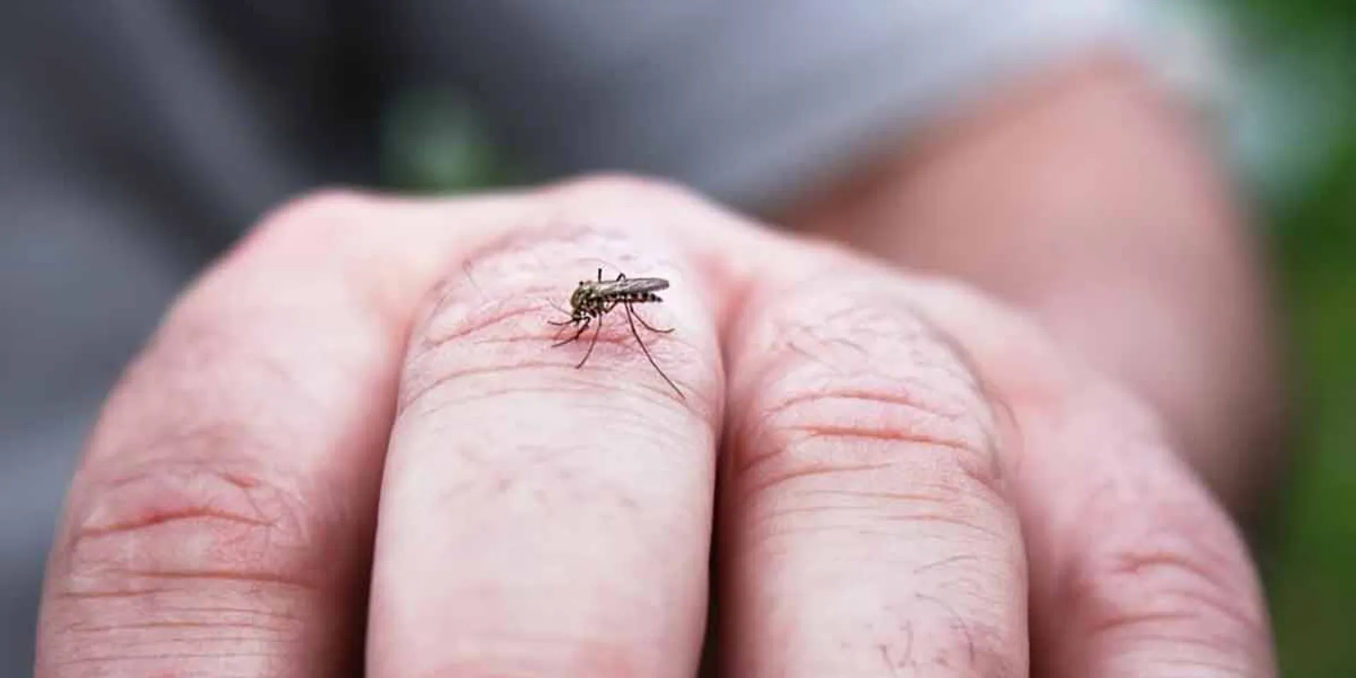Fear of dengue during Omigron outbreak ... 37 dengue hotspots in Coimbatore!