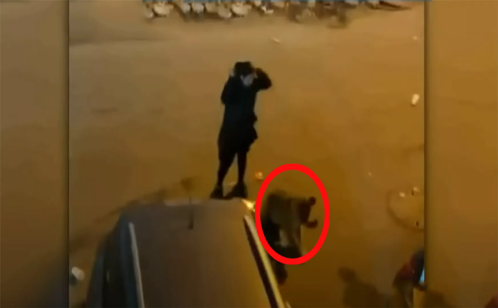 The woman who carried the lion cub like a child ... viral video!