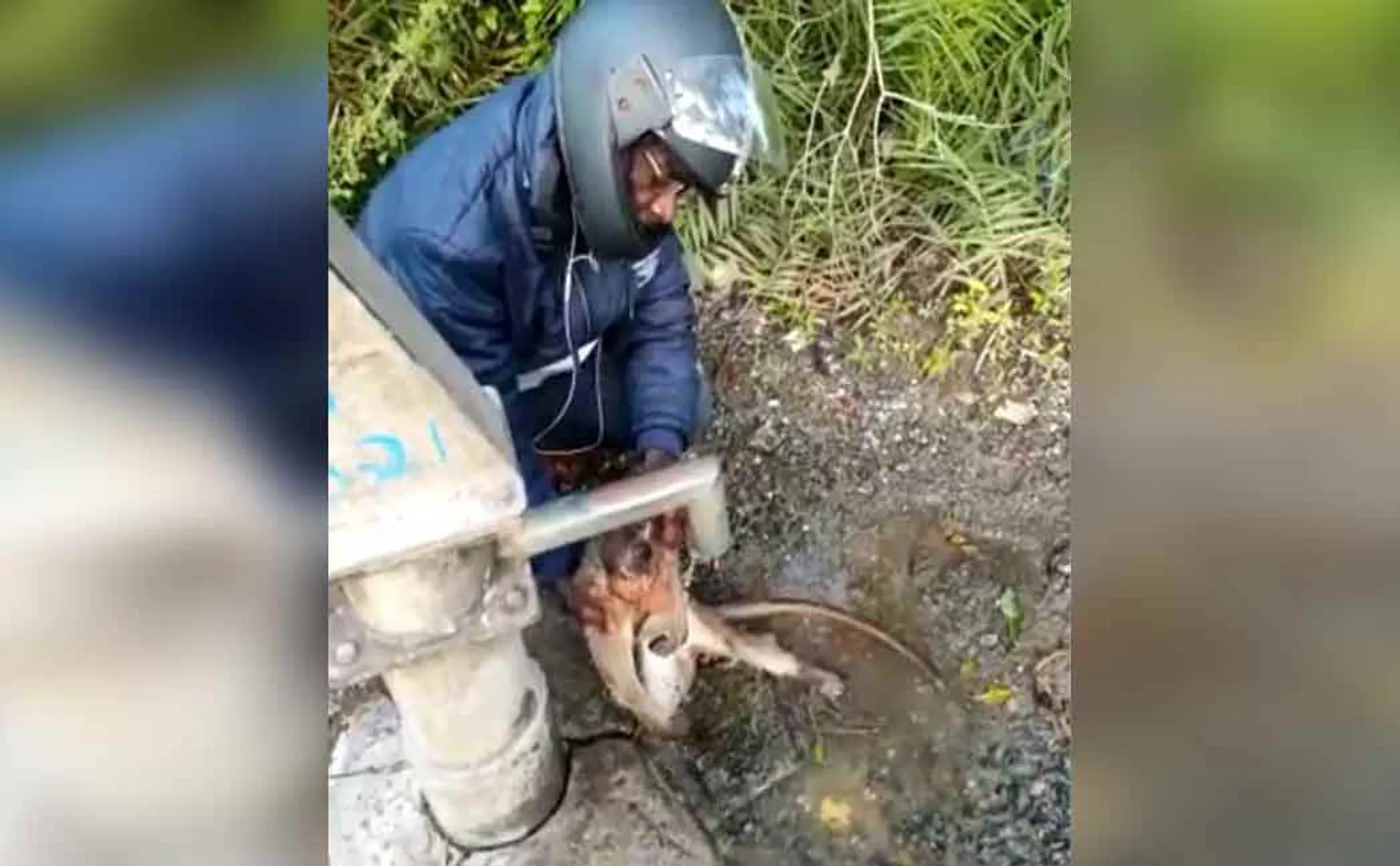 Engineering graduate saves monkey 