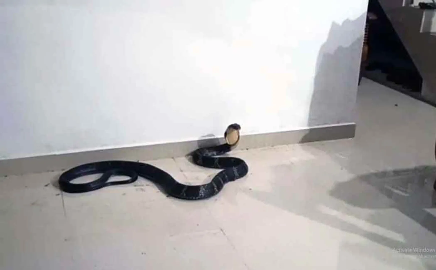 King Cobra caught in kerala 