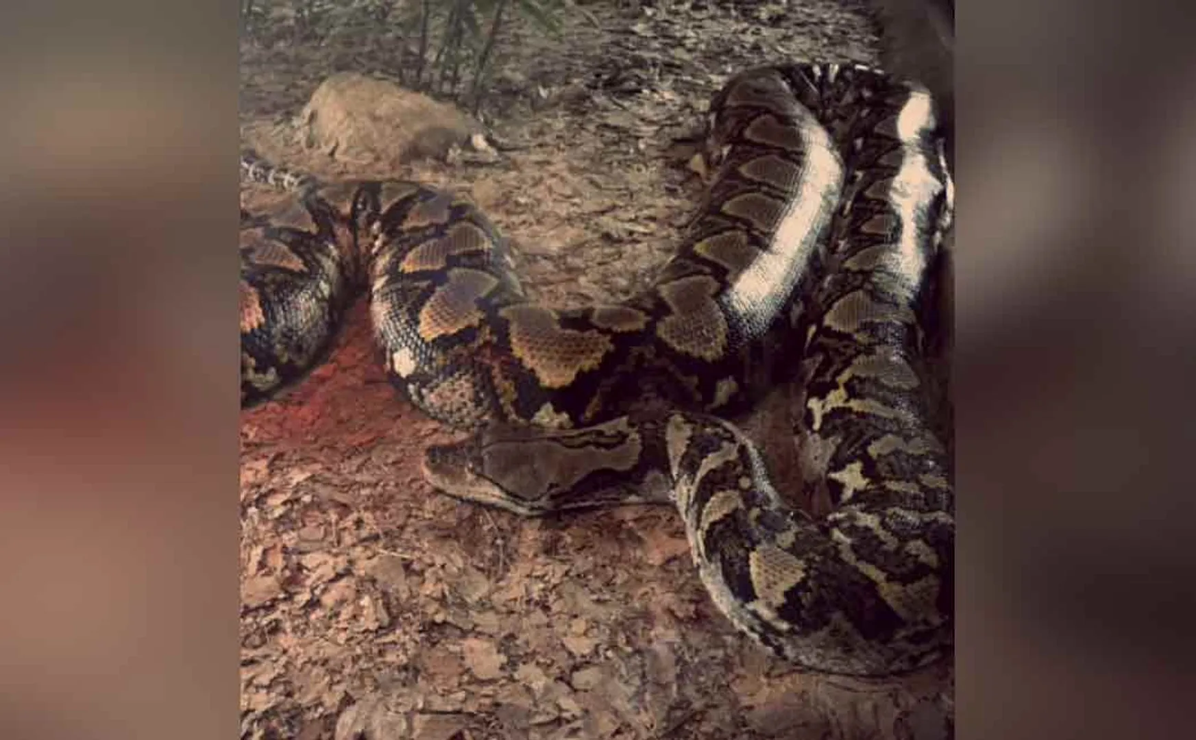 snake caught by fire department officers