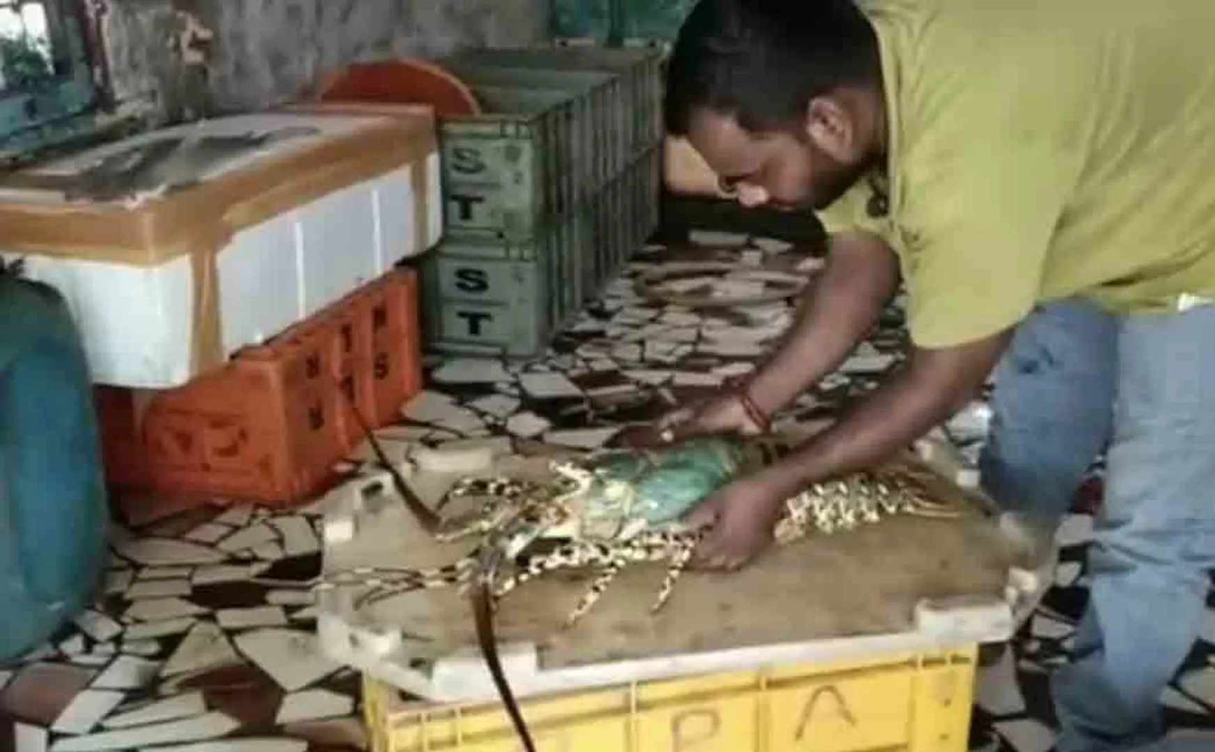 Lobster trapped in a fisherman's net!