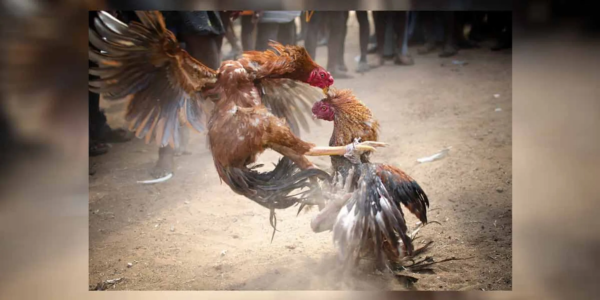  Permission for cockfighting revoked ... Court orders Tamil Nadu government!