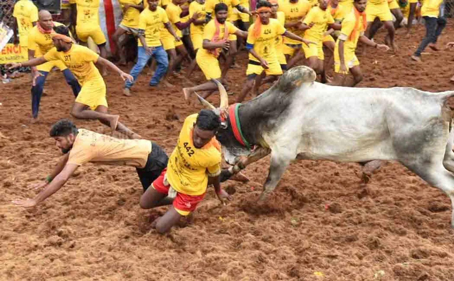 Alankanallur Jallikattu shifted to January 17!