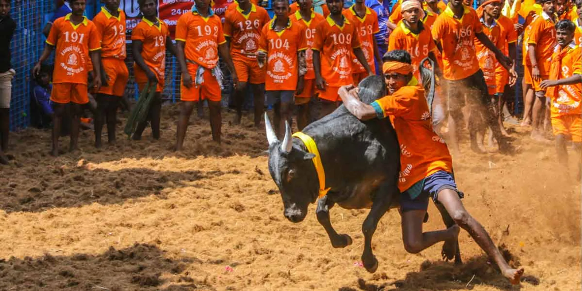  Jallikkattu canceled in Chilakkudi!