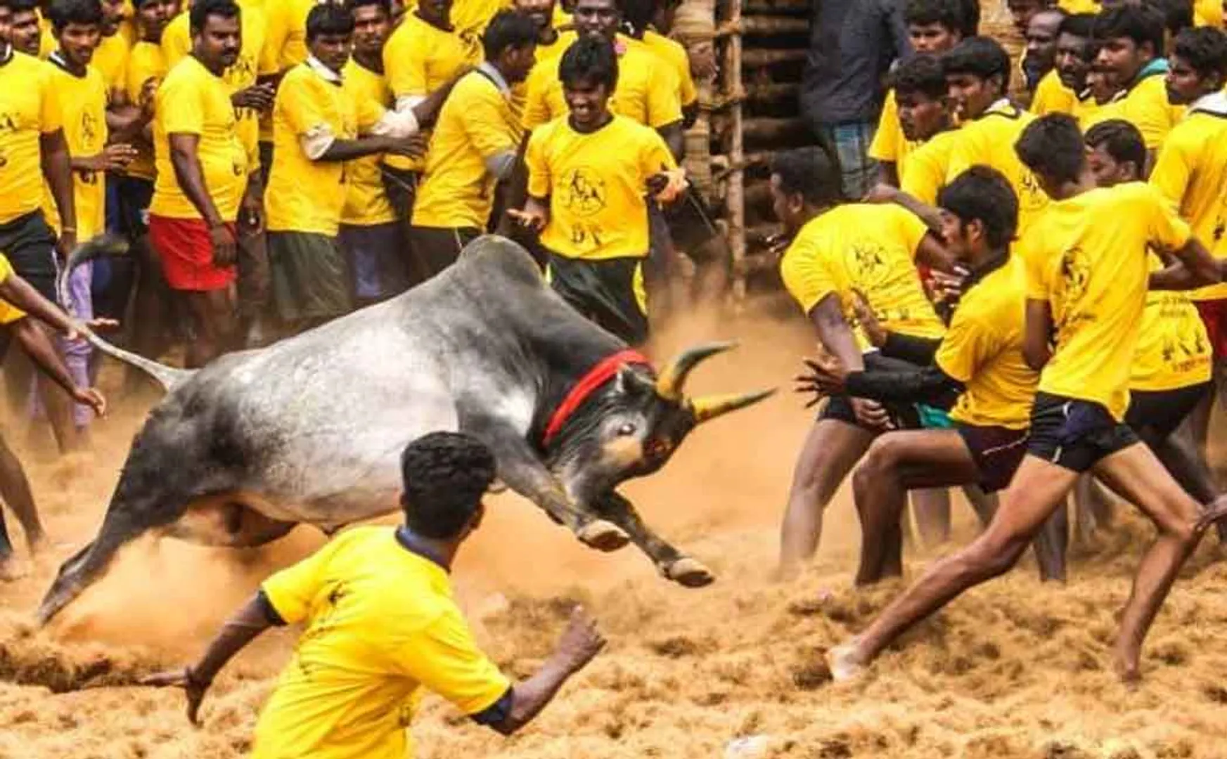 Jallikattu competition in full swing in Avanyapuram!