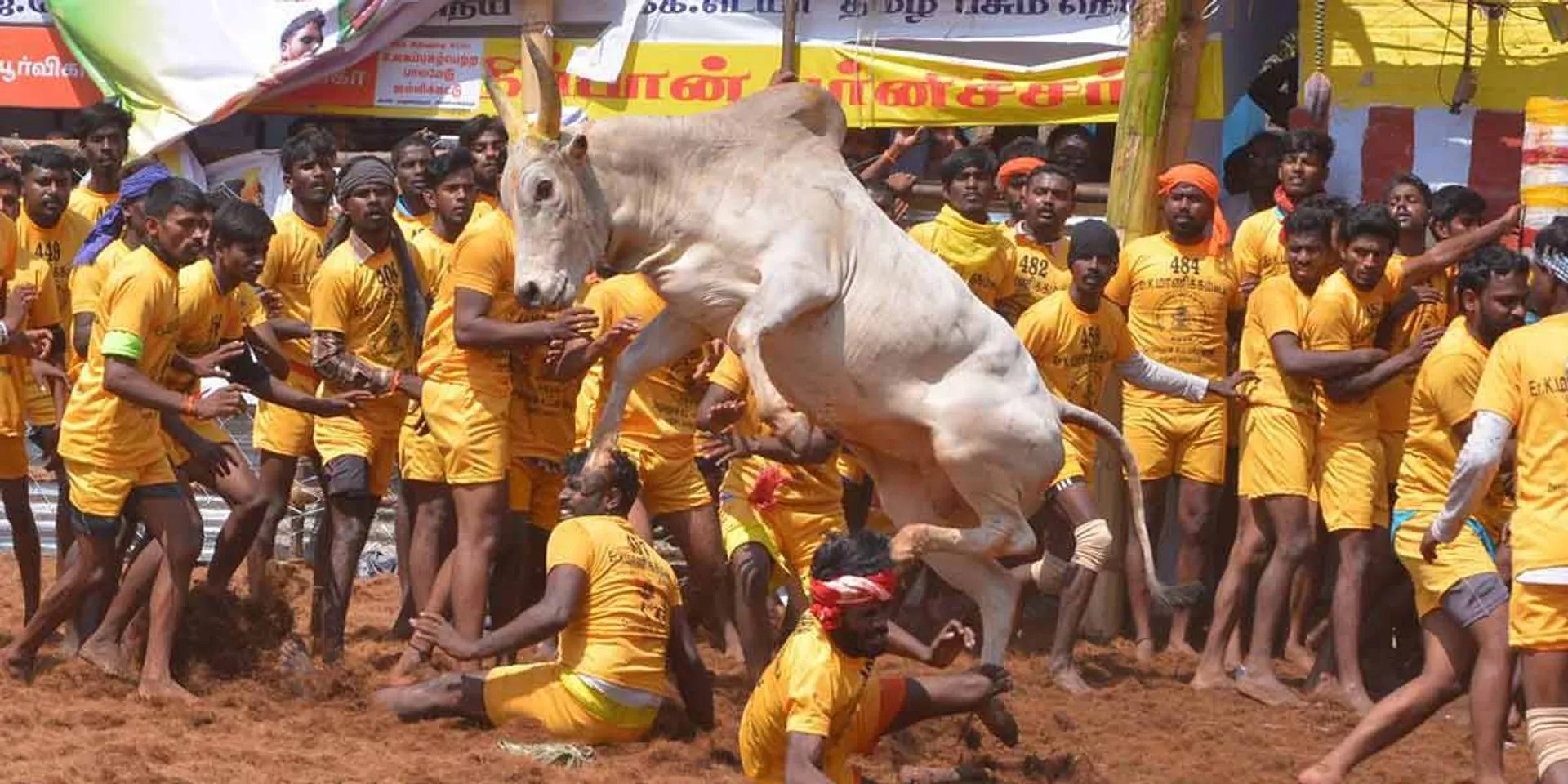 Jallikattu completed in Trichy Suriyur!