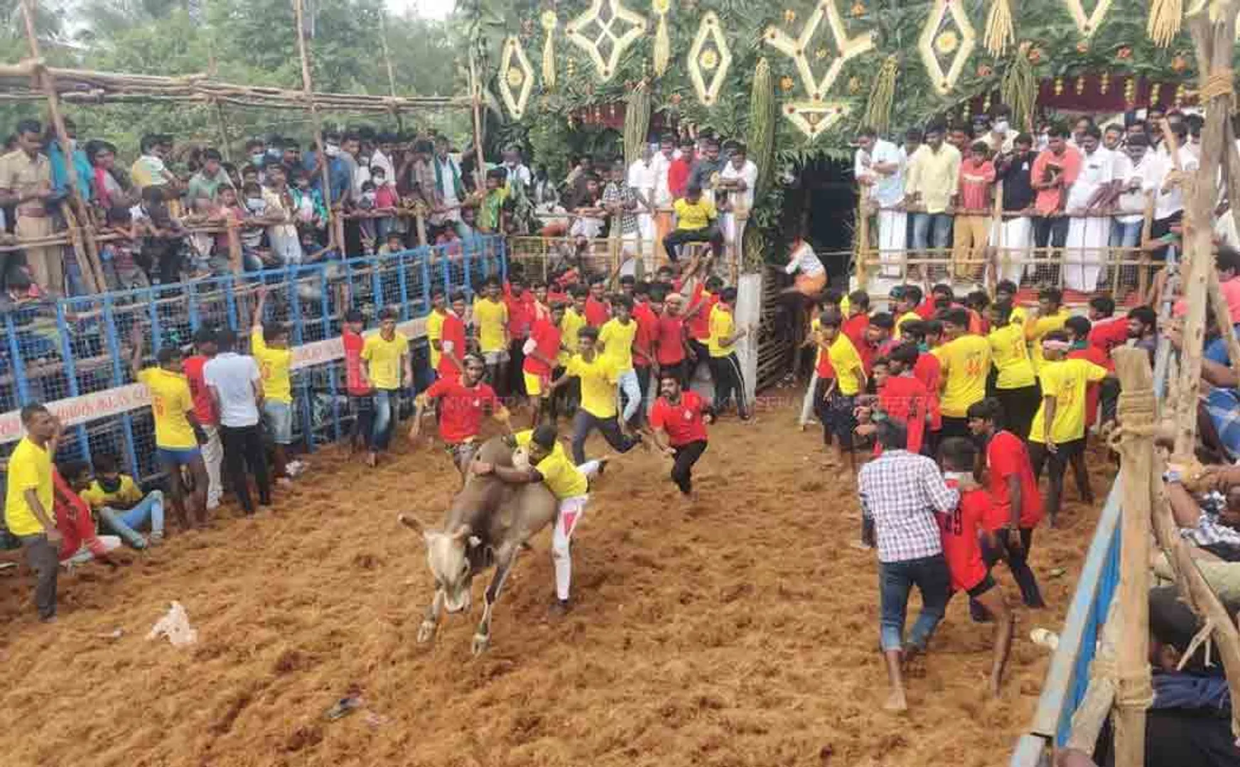 700 bulls participate in Pudukkottai Jallikkat 
