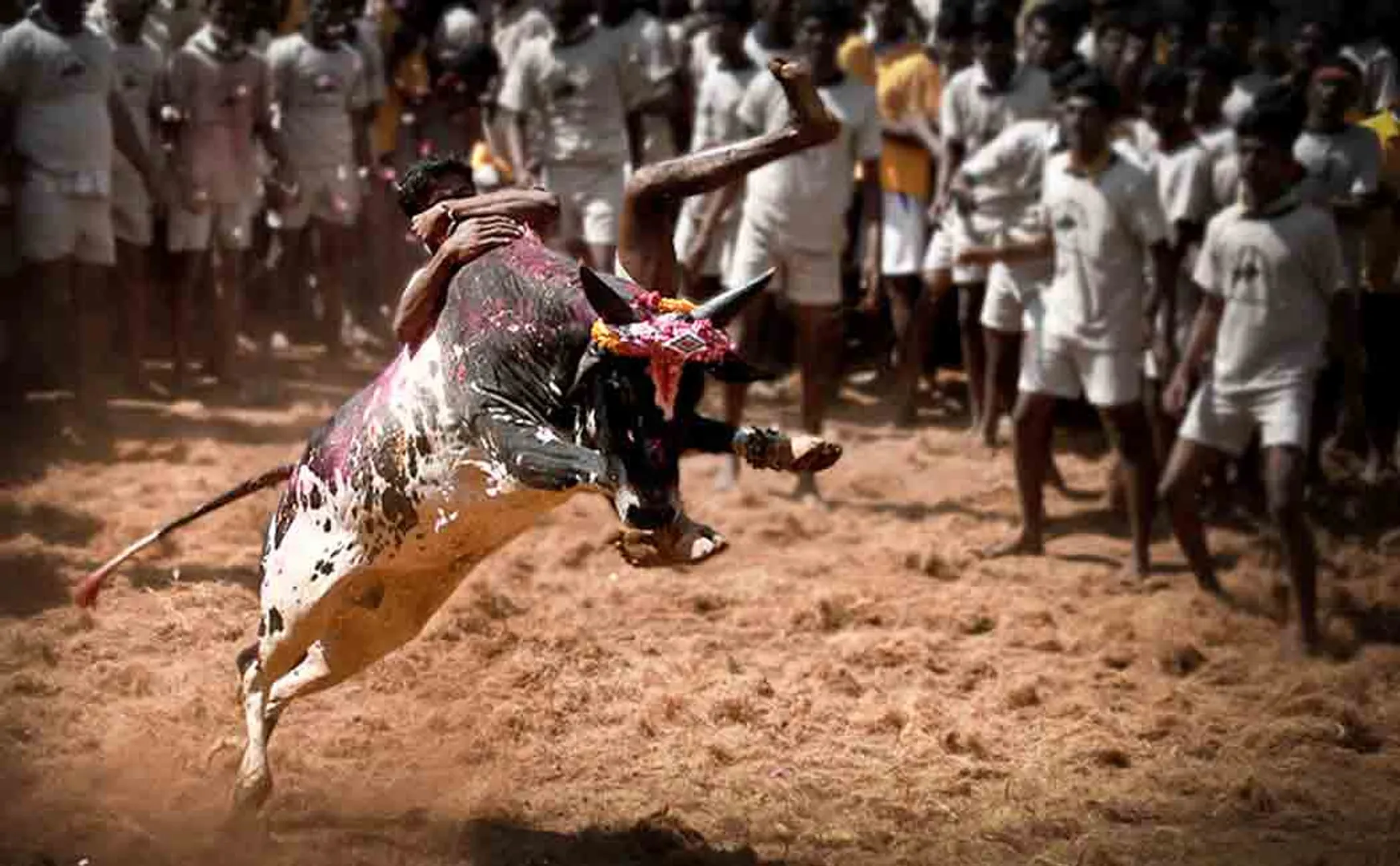 Jallikattu in Trichy Nawalur!