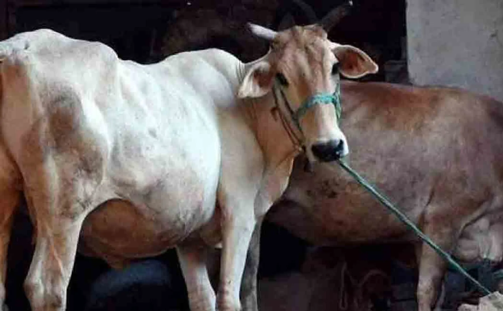 The cow that fell into the well