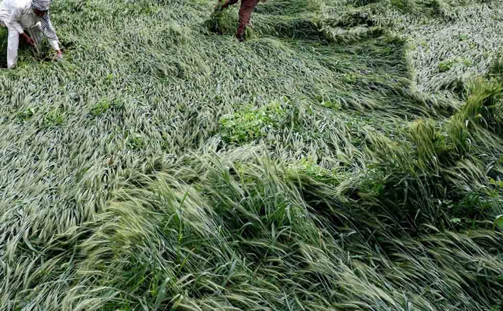 Rapid relief for farmers affected by rains .. ADMK  