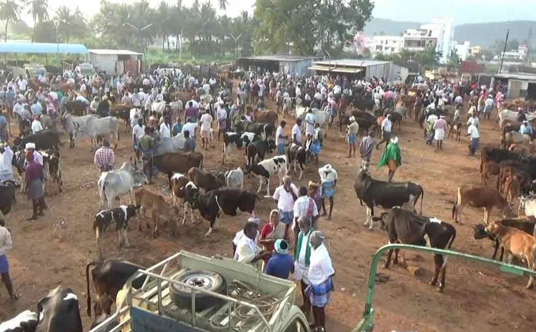Up to Rs 5 crore trade in cattle market - Farmers happy 