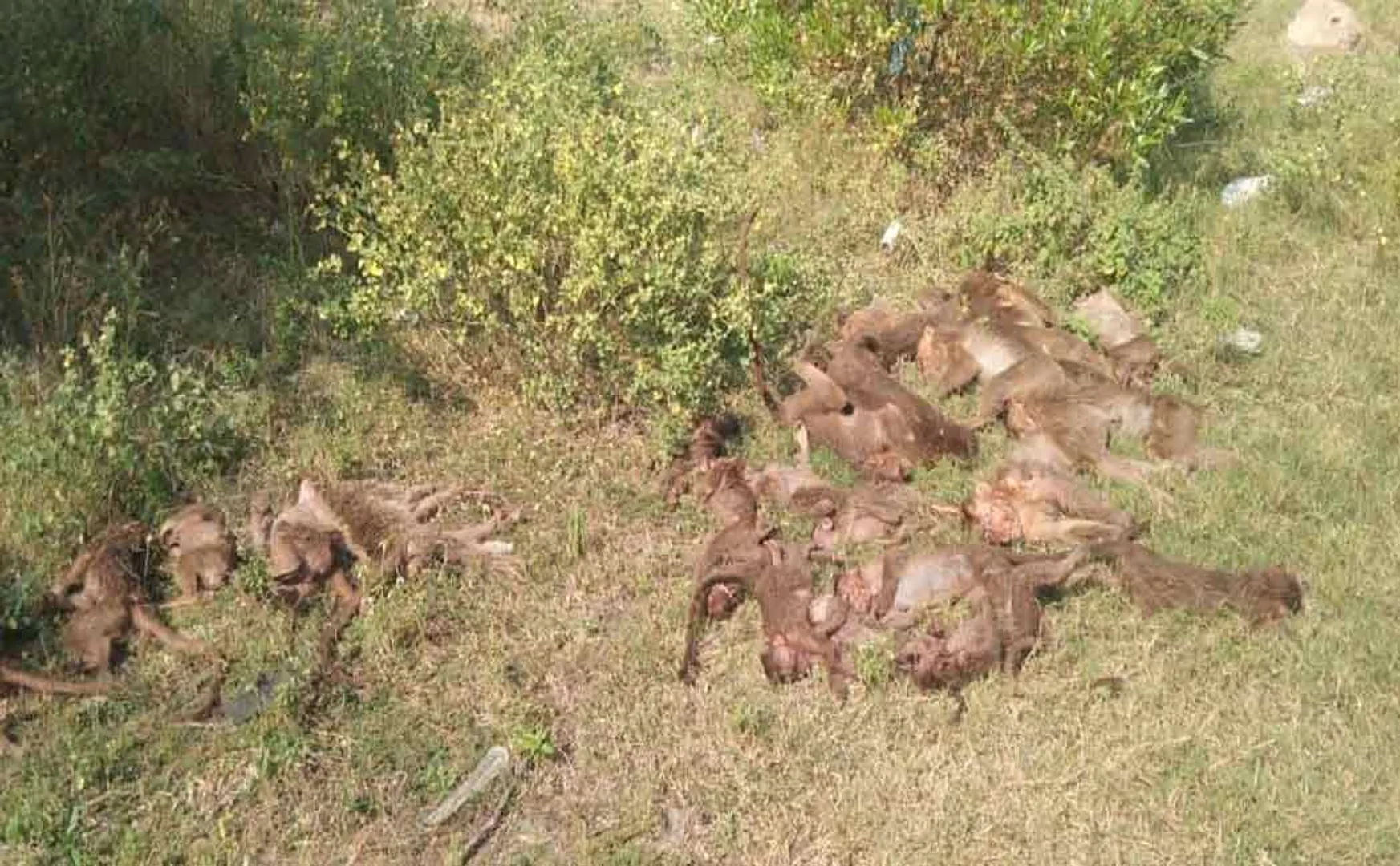 24 monkeys mysteriously found dead on the highway