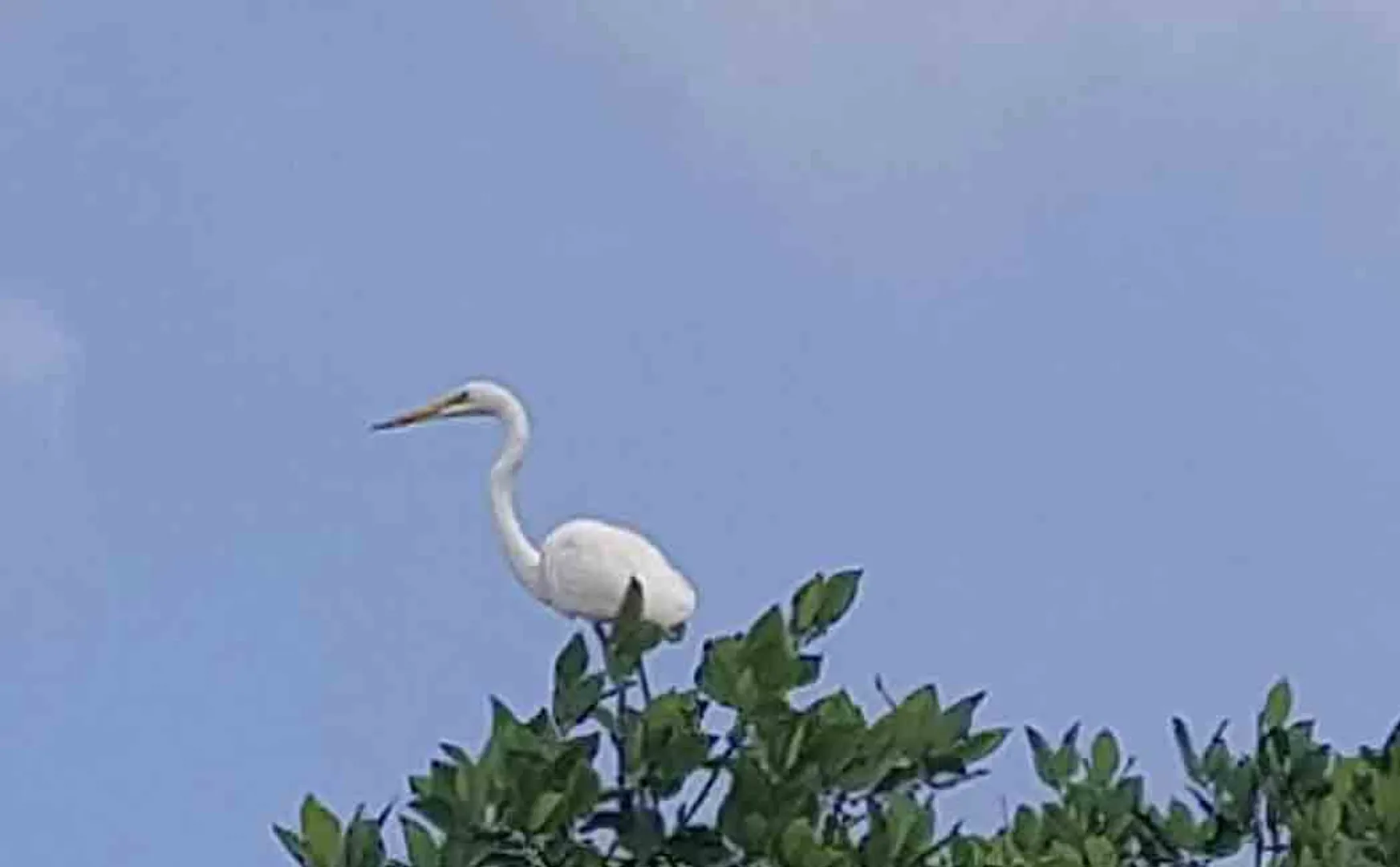 Birds Survey in Pichavaram Forest Reserve!