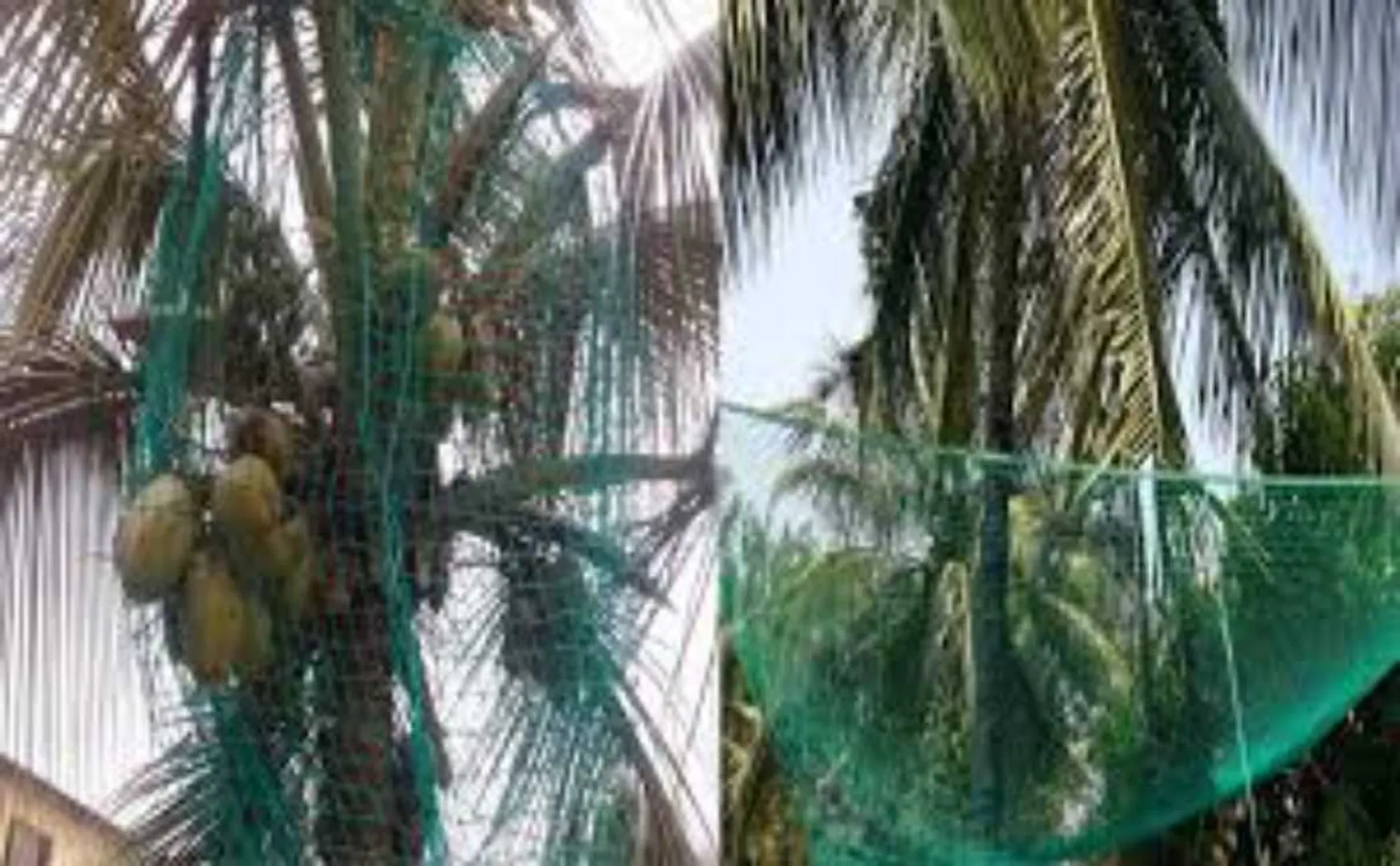 coconut tree incident in Parangipettai