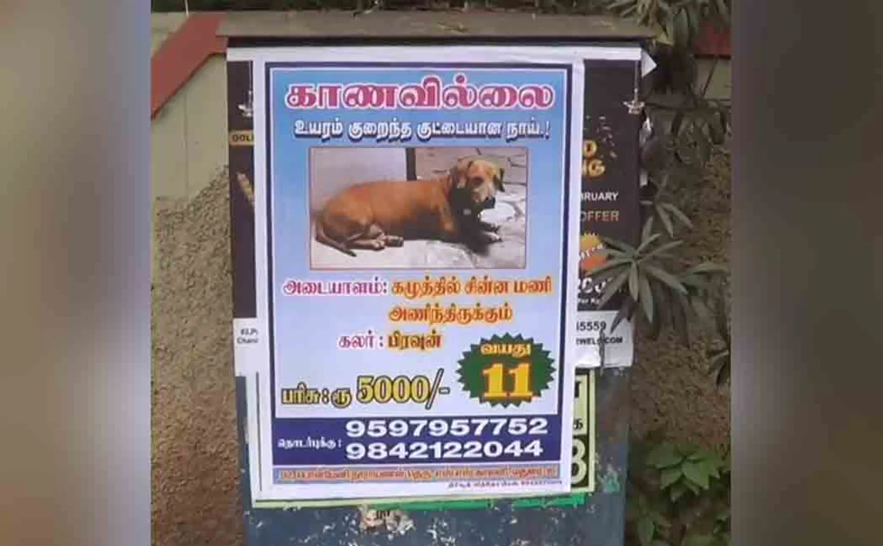 The missing pet dog! Posters that caught people's attention!