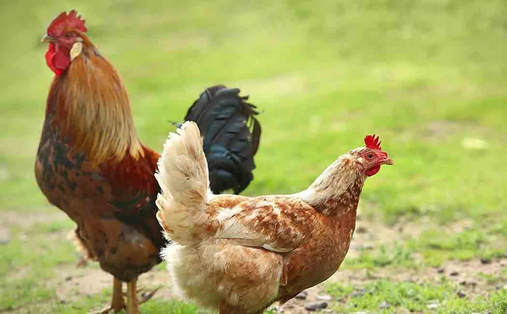 The person who killed the chickens in the land dispute!