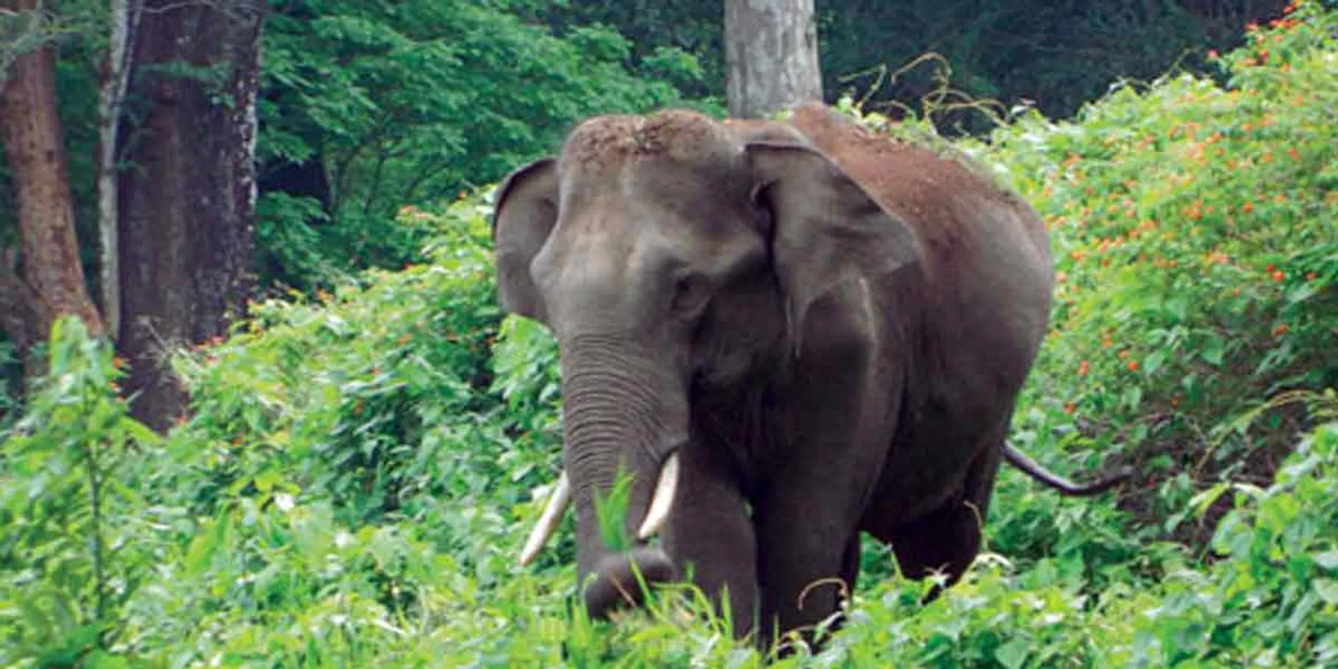 elephant attack - Kannan Kuzhi Estate in panic!
