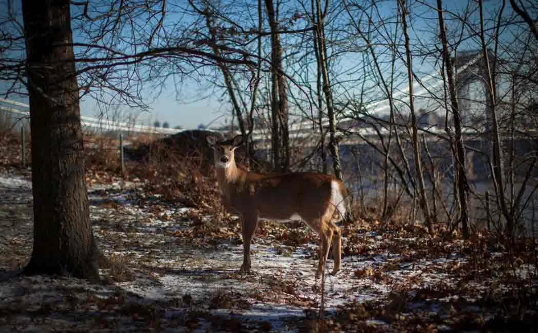 deer
