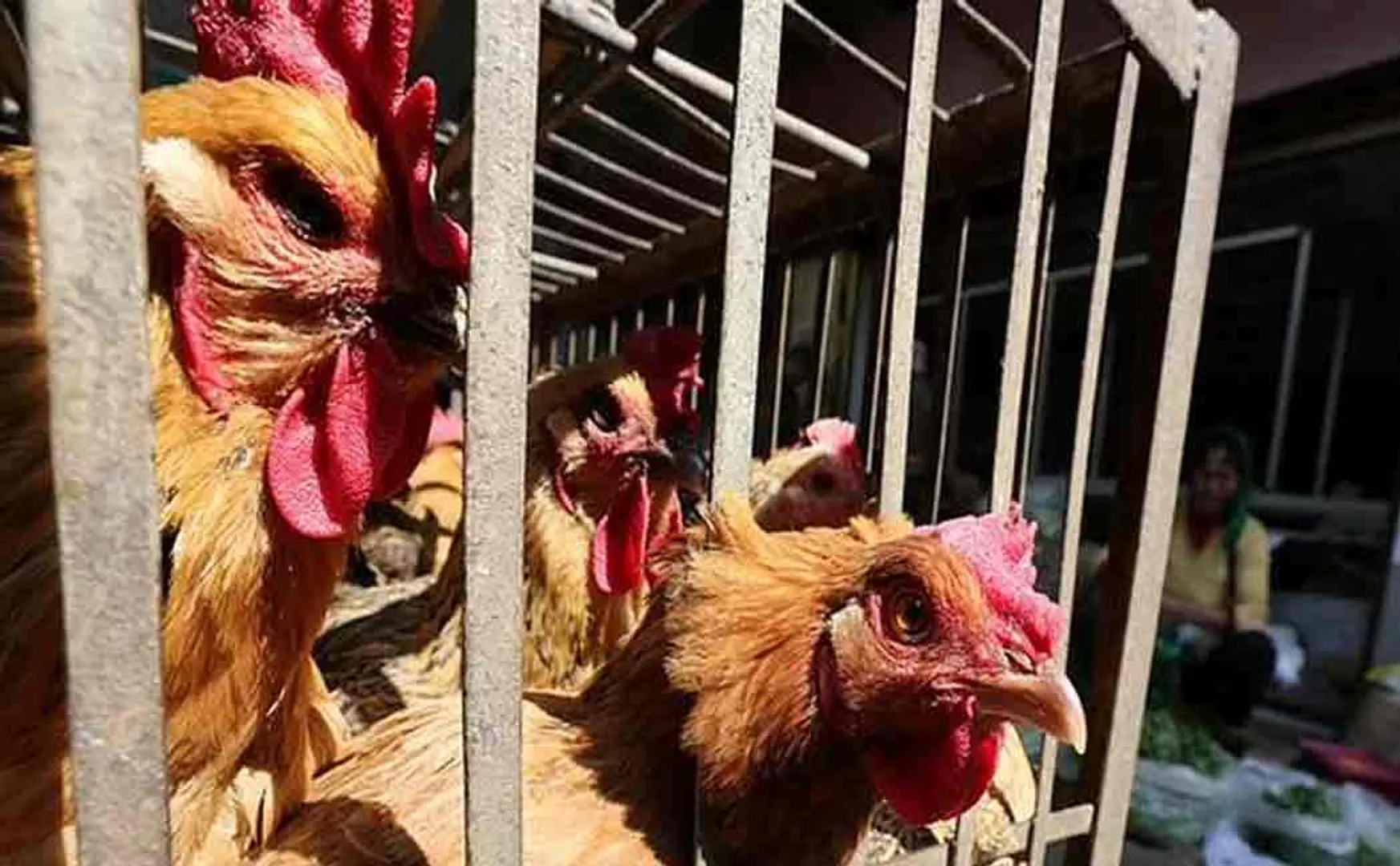 poultry 