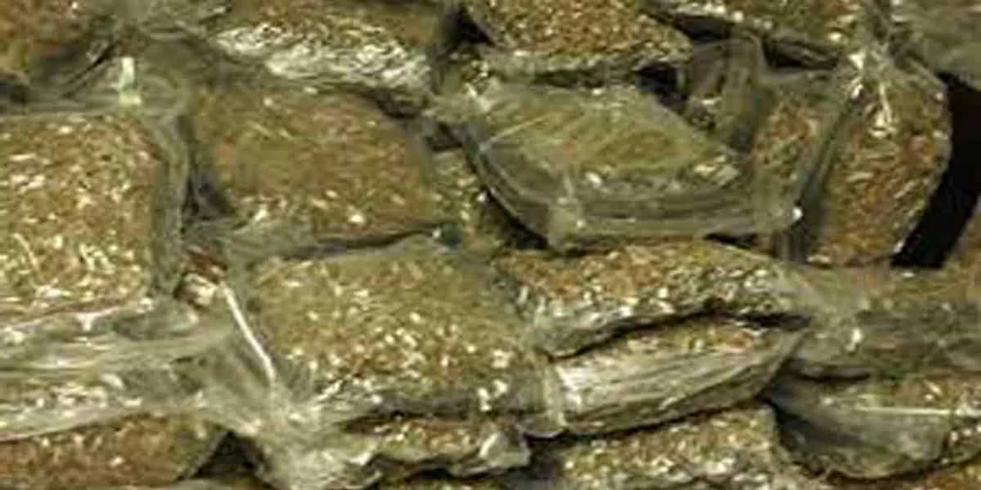 200 kg of cannabis seized from firecracker shop