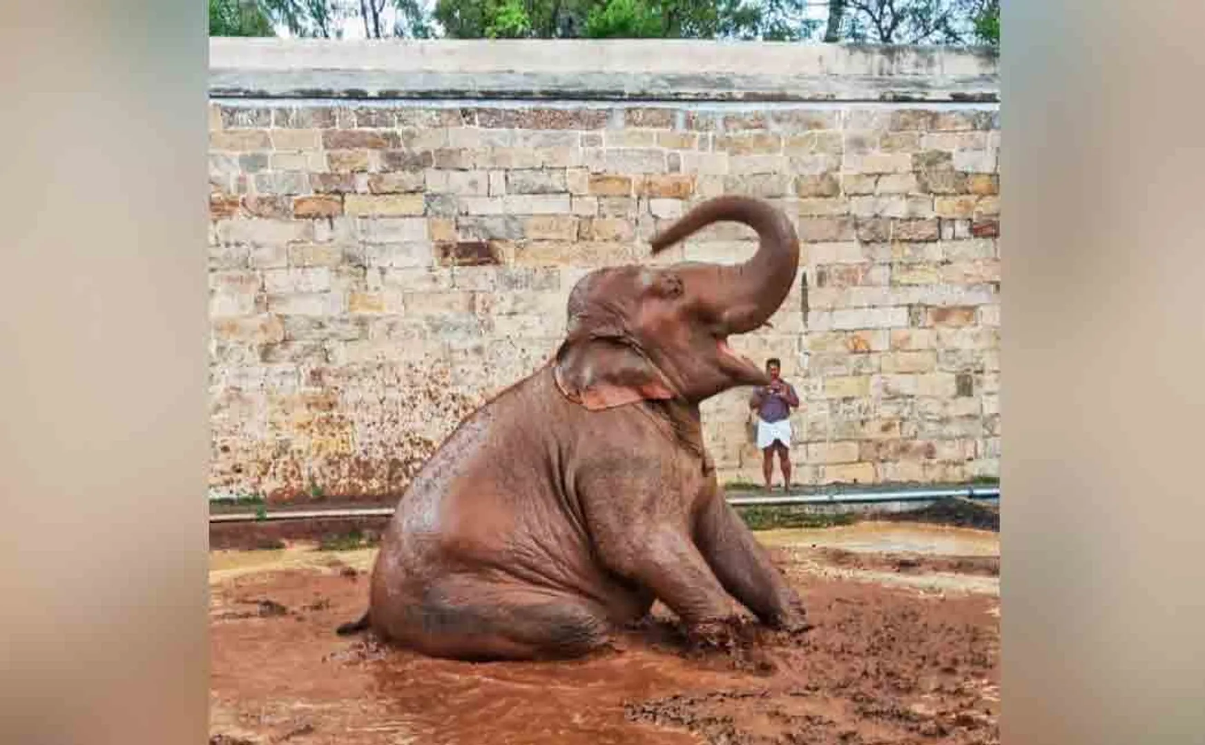 Newly constructed mud pond for the benefit of the elephant!