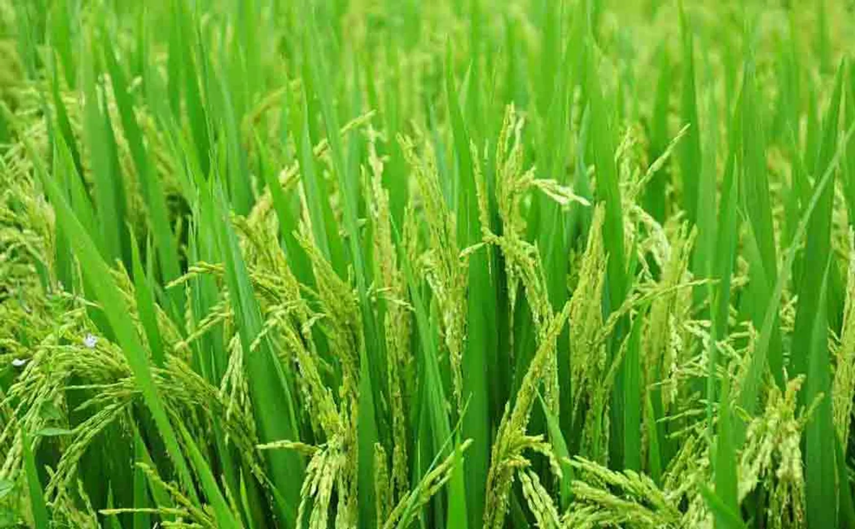 Importance of natural agriculture .. - Request of the Agriculture Division to run a public service