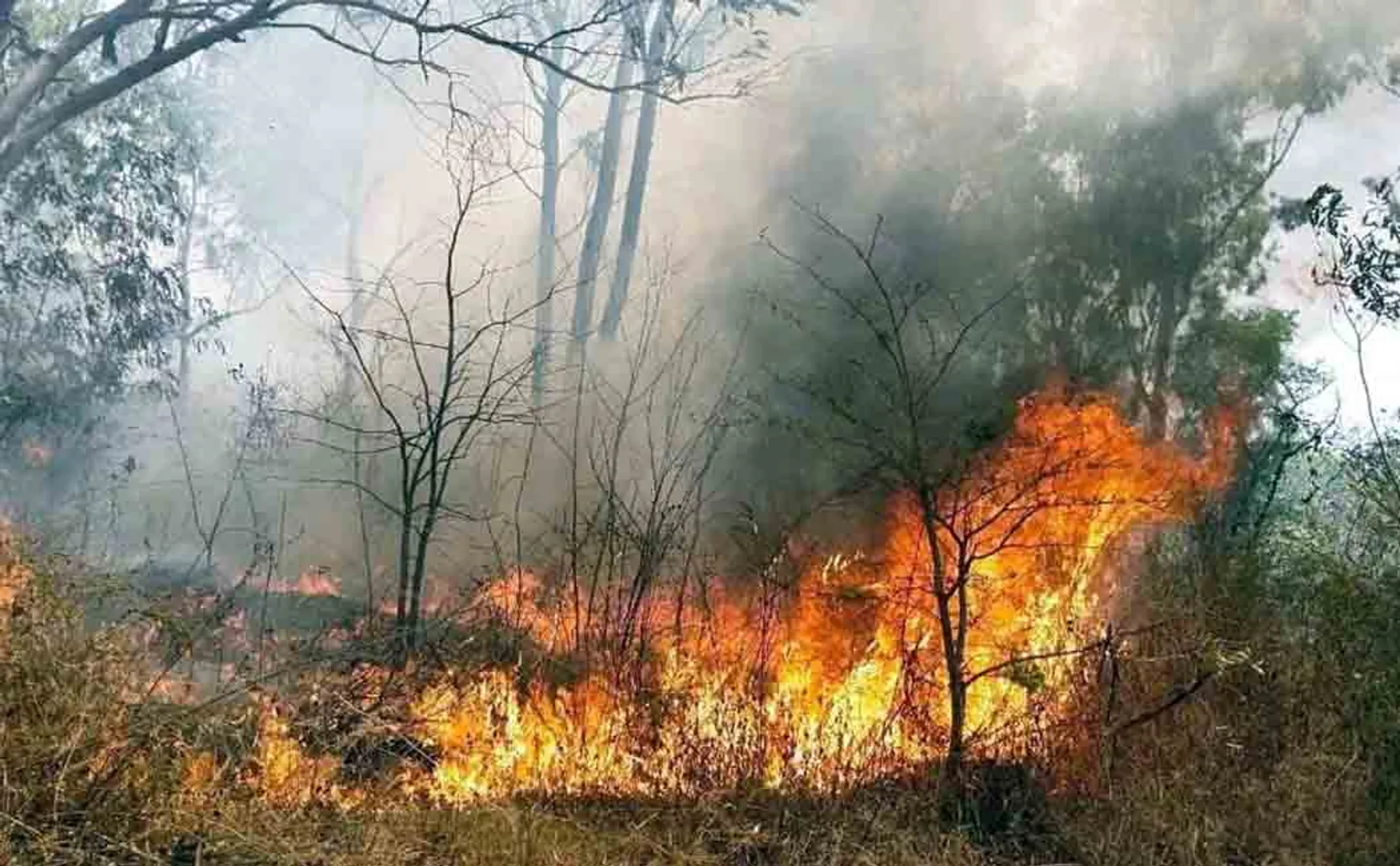 Spread the fire! Destroyed acres of forest!