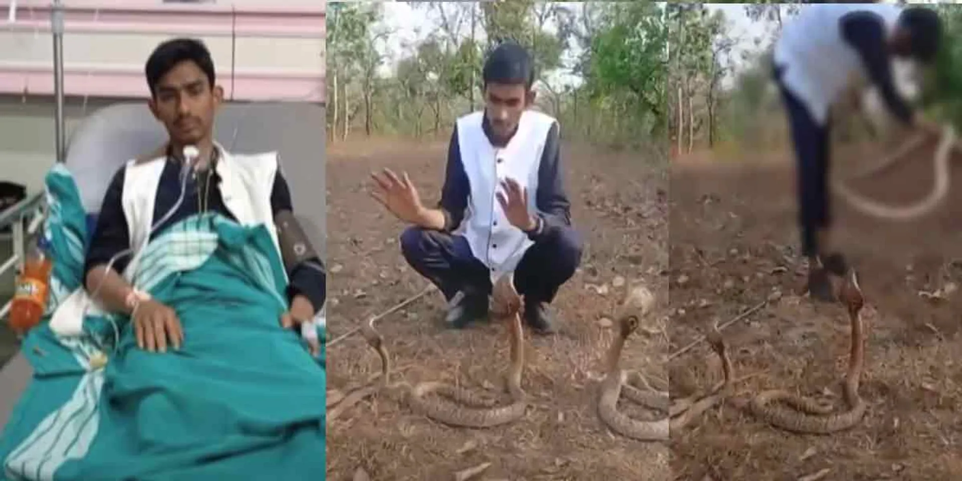 snake incident in karnataka 