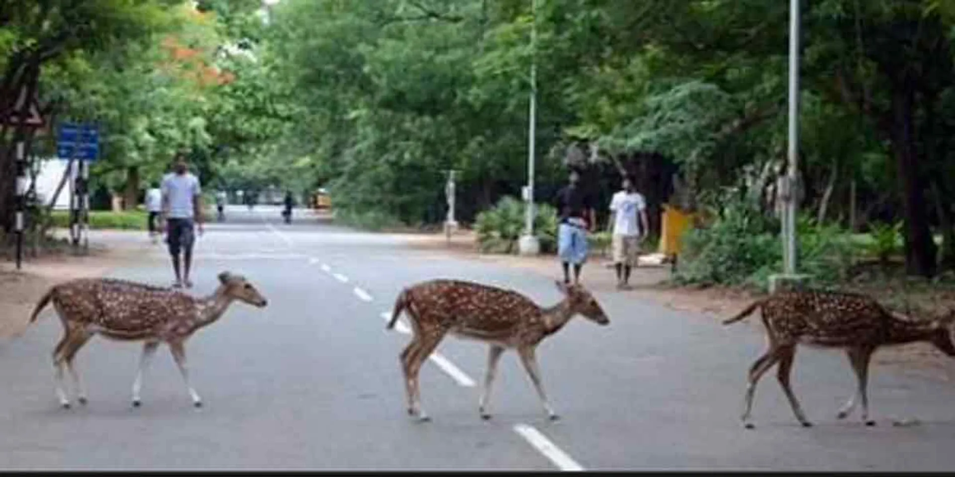 anthrax to Deer ... stir at Chennai IIT!